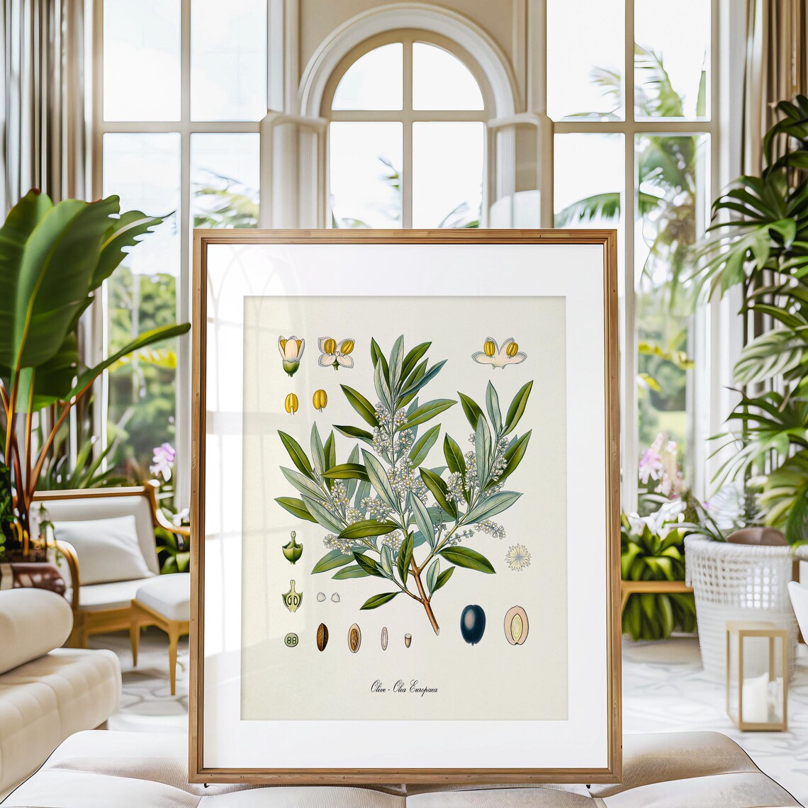 Olive Botanical Art Print, Olea Europaea Kitchen - Image 3