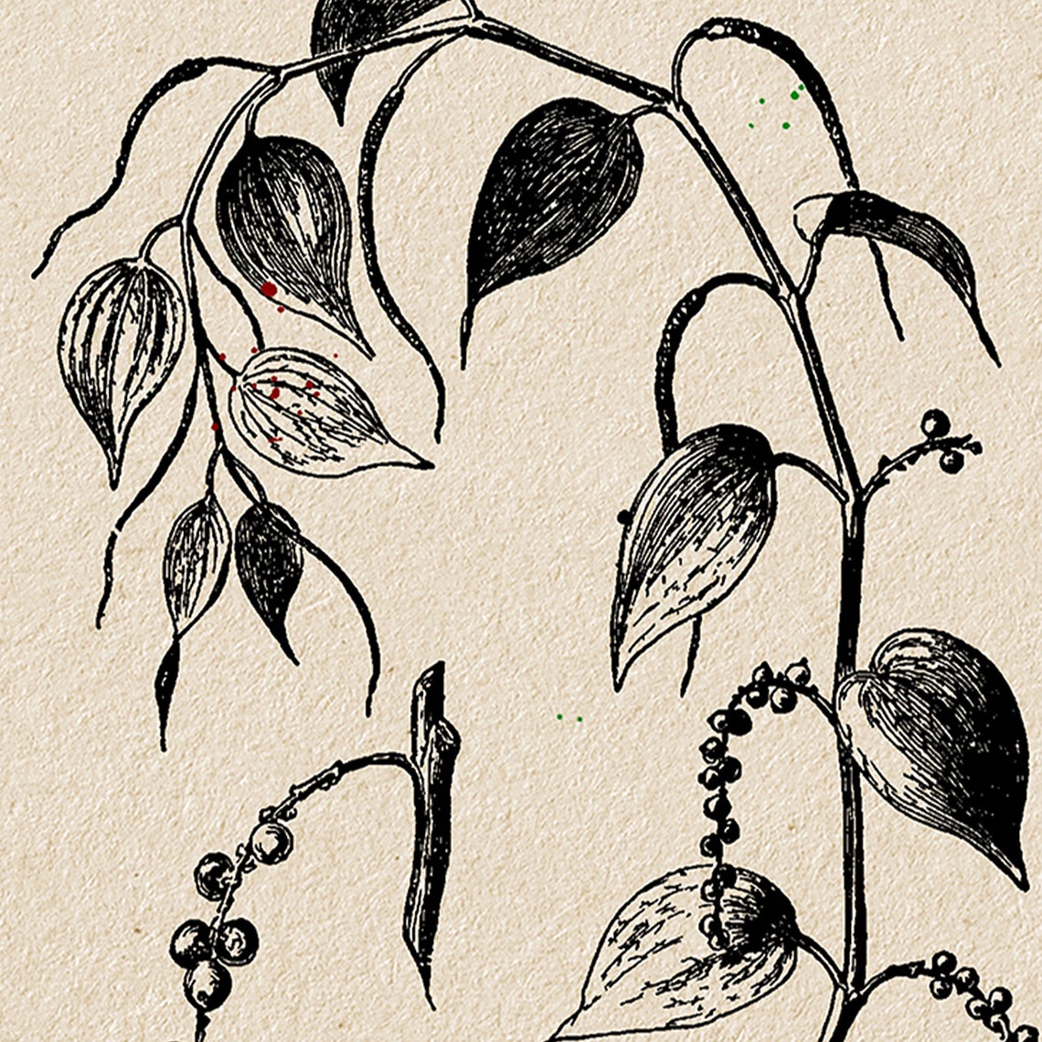 Black Pepper Spice Vine Vintage Indian Matchbox Label Art Poster - Image 4