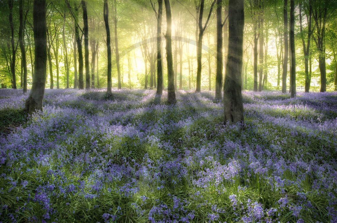Spring Bluebell Wood With Sunlight Streaming Between the Trees Poster - Image 3