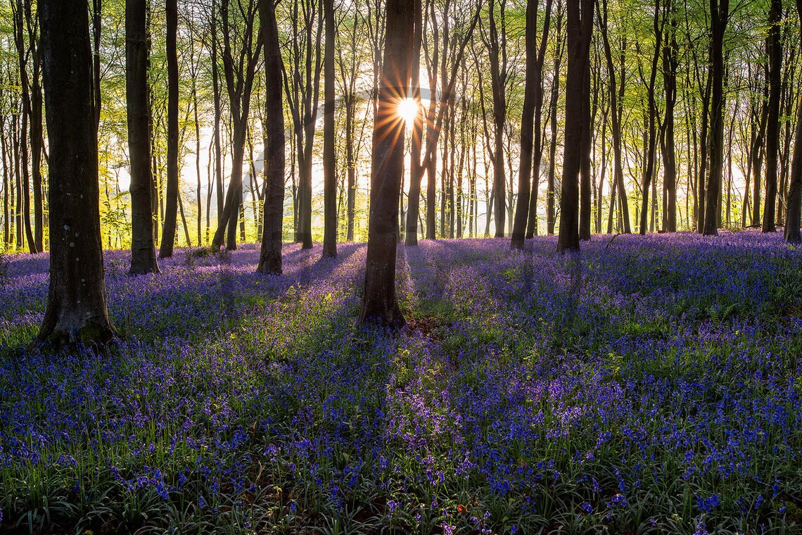 Bluebell Forest New Forest Hampshire Sunburst Woodland Carpet Poster - Image 3