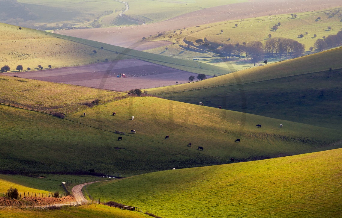 South Downs Rolling Green Hills And Grazing Cattle Herd Poster - Image 3