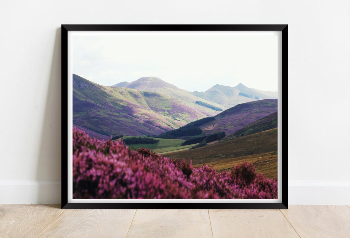 Pentland Hills Scotland Purple Heather Bloom Mountain View Poster