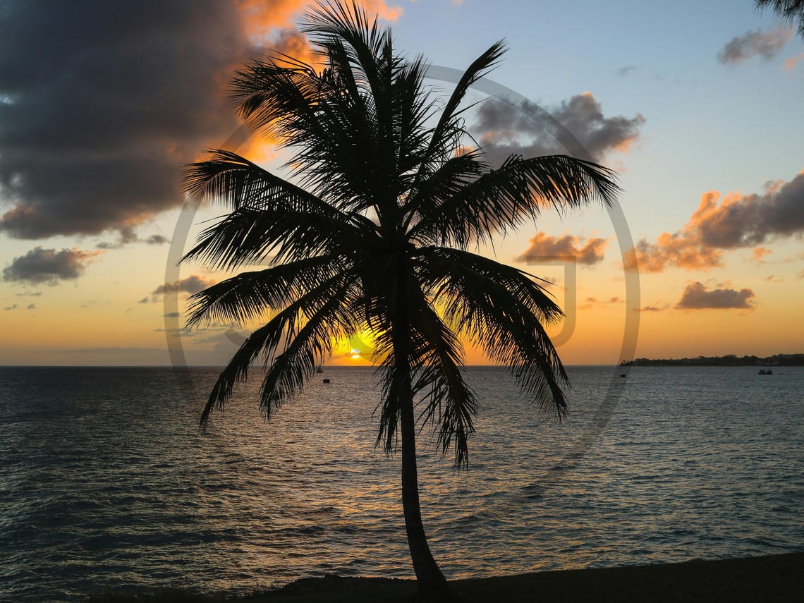 Freights Bay Barbados Sunset Palm Silhouette Tropical Poster - Image 3
