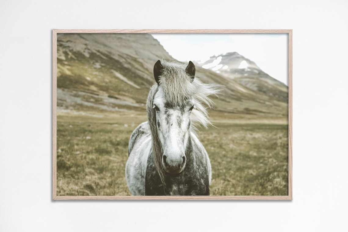 Gray Icelandic Horse Portrait Mountain Meadow Photography Poster