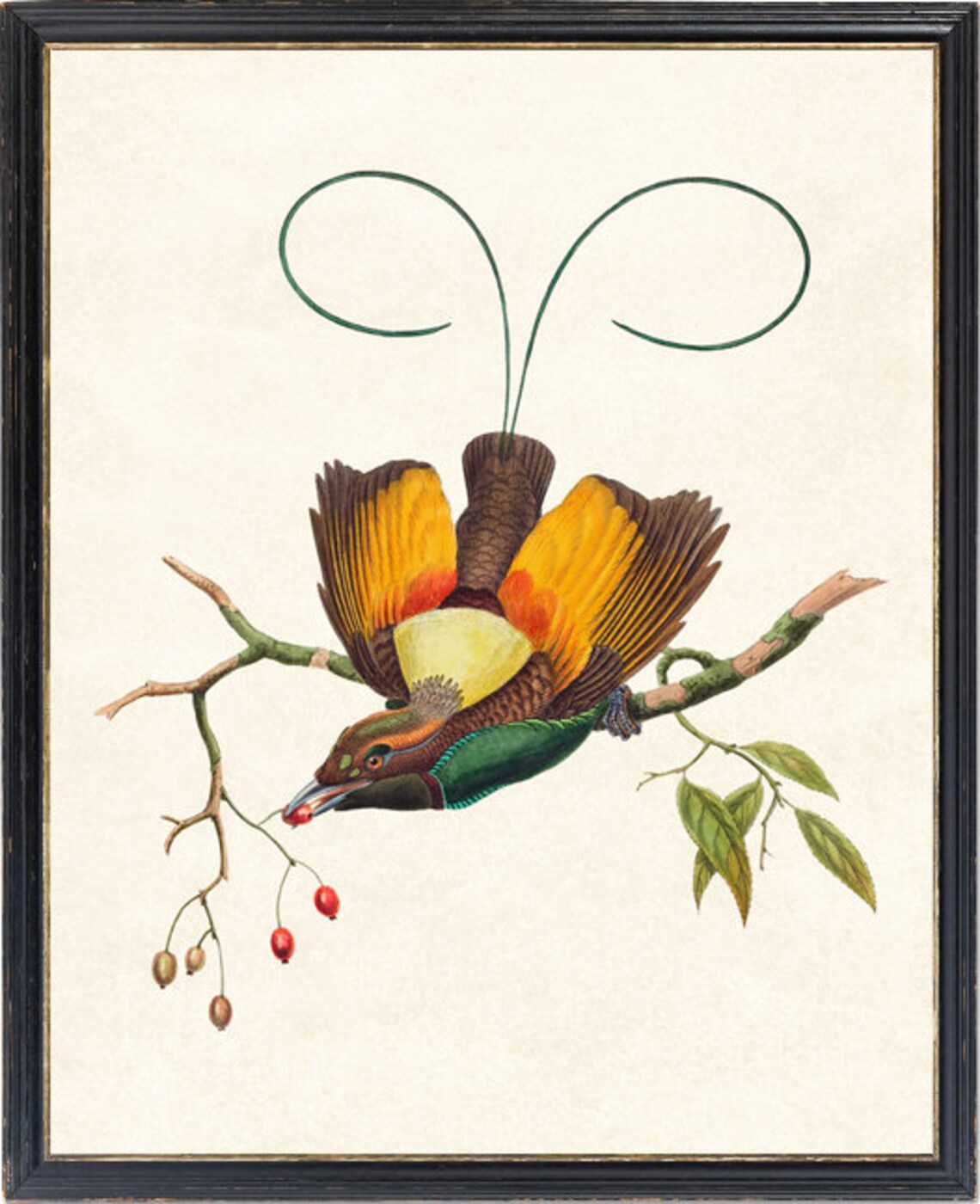 Bird of Paradise Vintage Illustration Art Print - Image 2