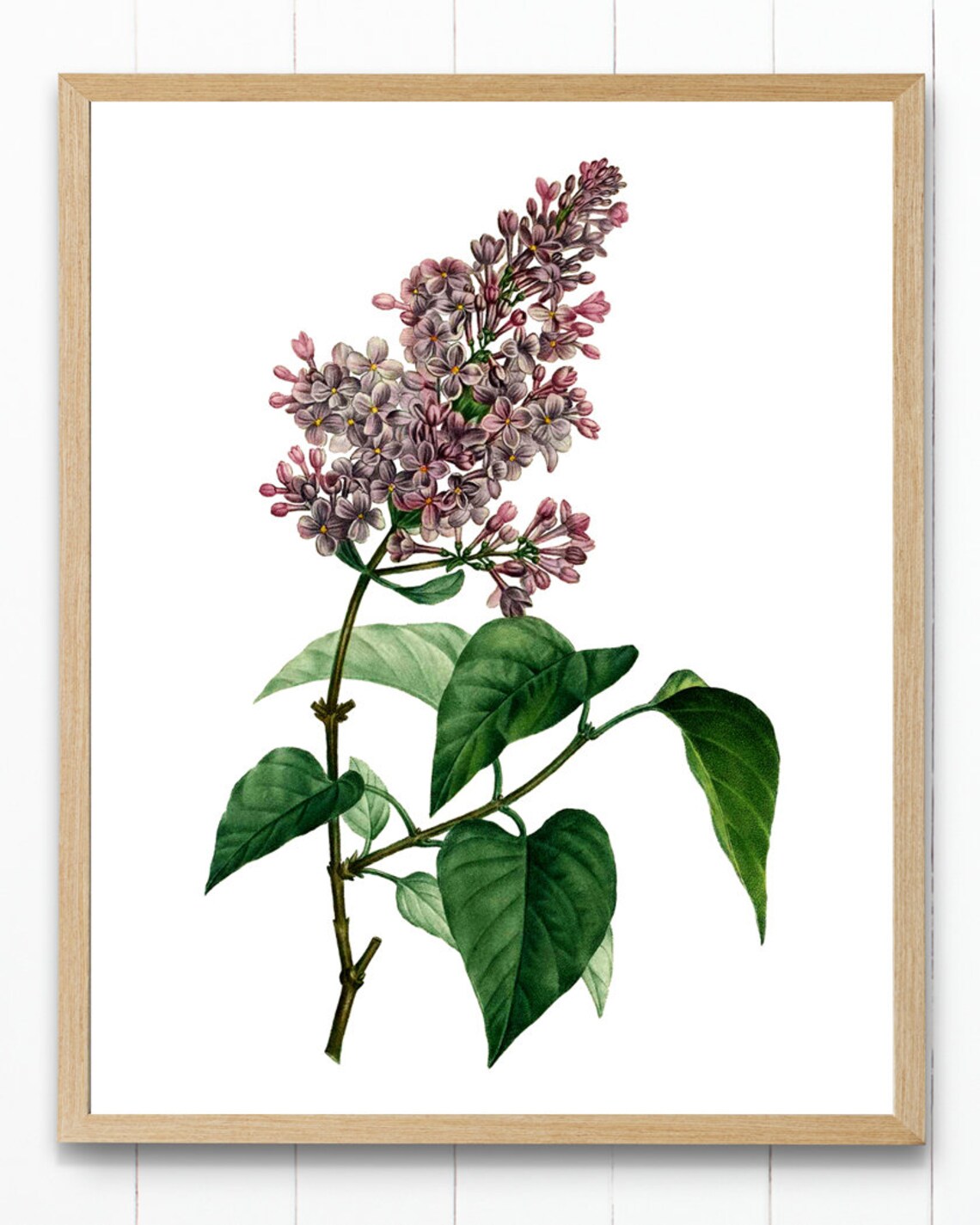 Lilac Vintage Lilacs Illustration Botanical Art Print - Image 2