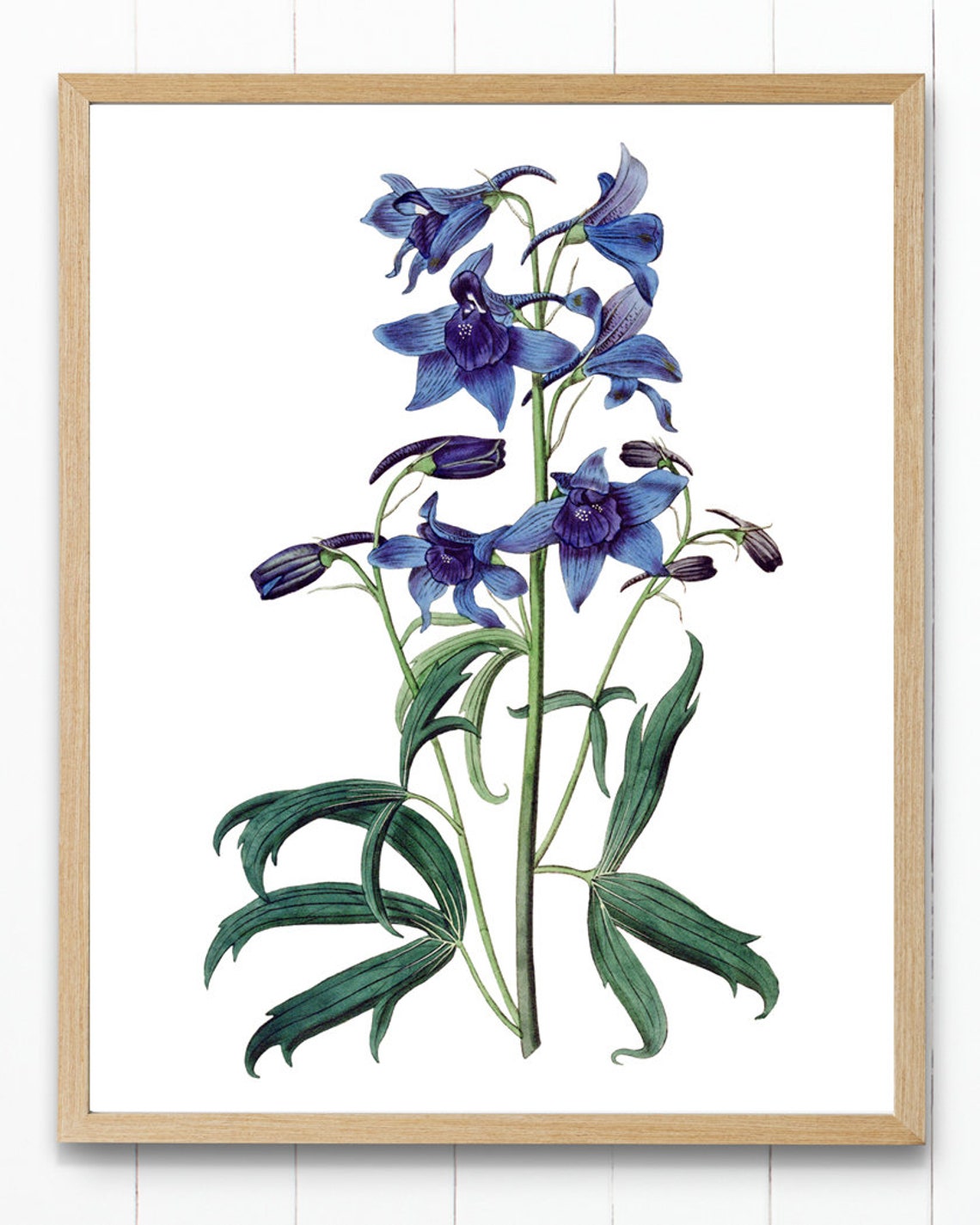 Blue Delphinium Flower Spike Vintage Botanical Illustration Poster - Image 4