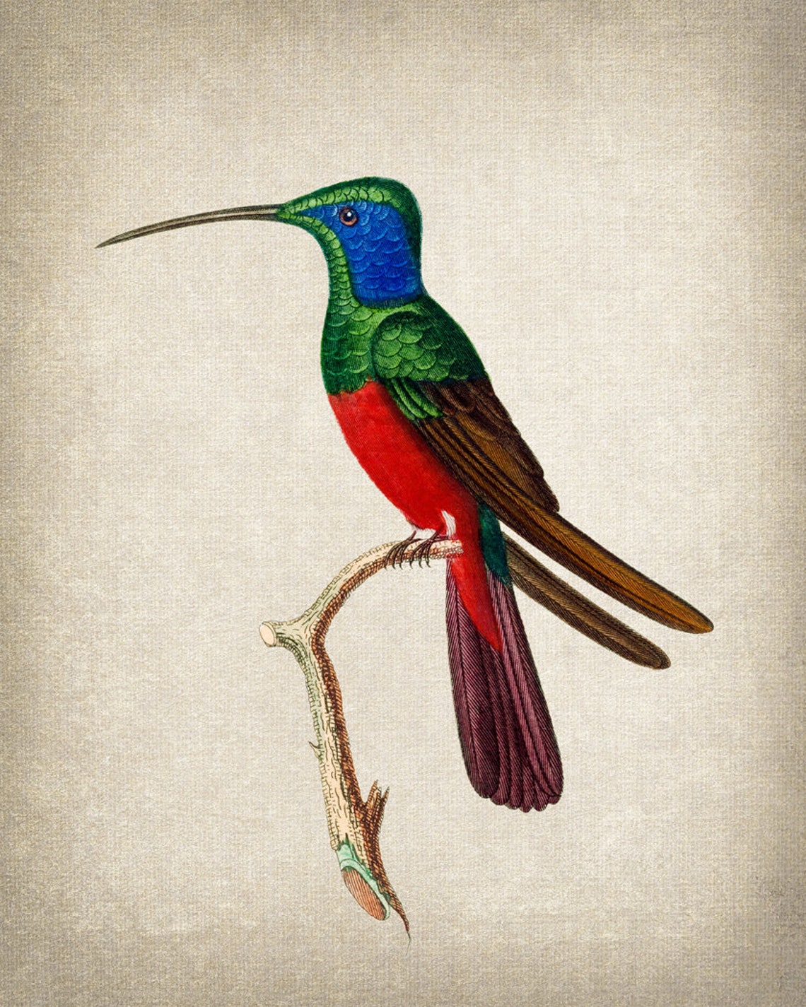 Harlequin Hummingbird Vintage Illustration Blue Red Bird Poster - Image 2