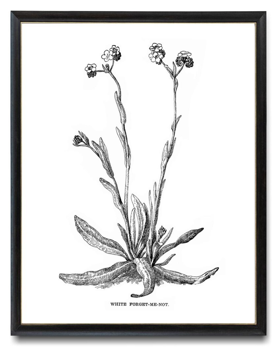 White Forget Me Not Vintage Botanical Line Art Wildflower Poster - Image 4