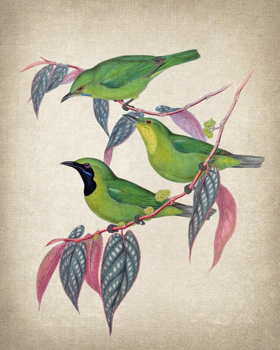 Java Leafbird Trio Classic Antique Ornithological Bird Poster - Image 2