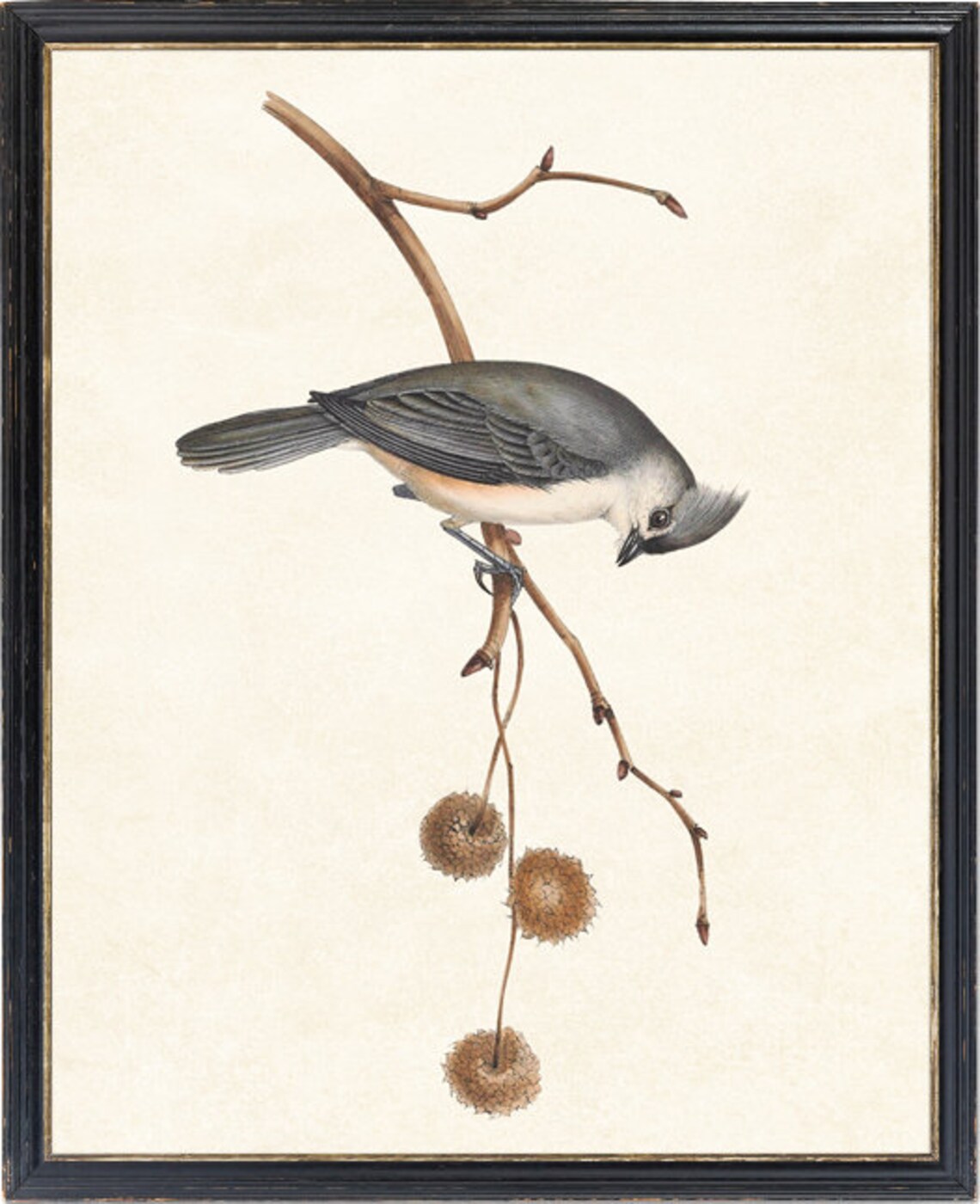 Tufted Titmouse Vintage Illustration Art Print - Image 4