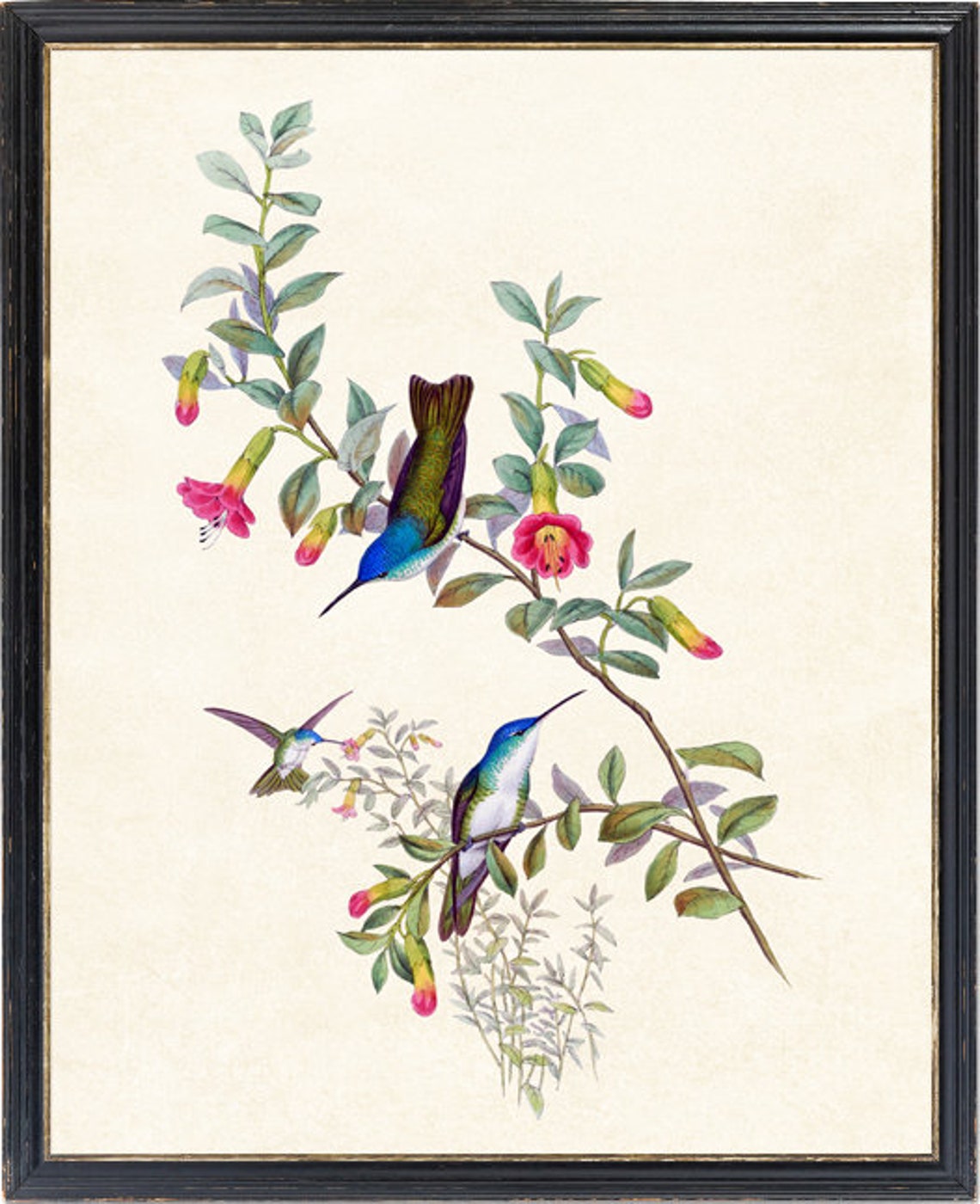 Three Hummingbirds Vintage Botanical Floral Illustration Poster - Image 4