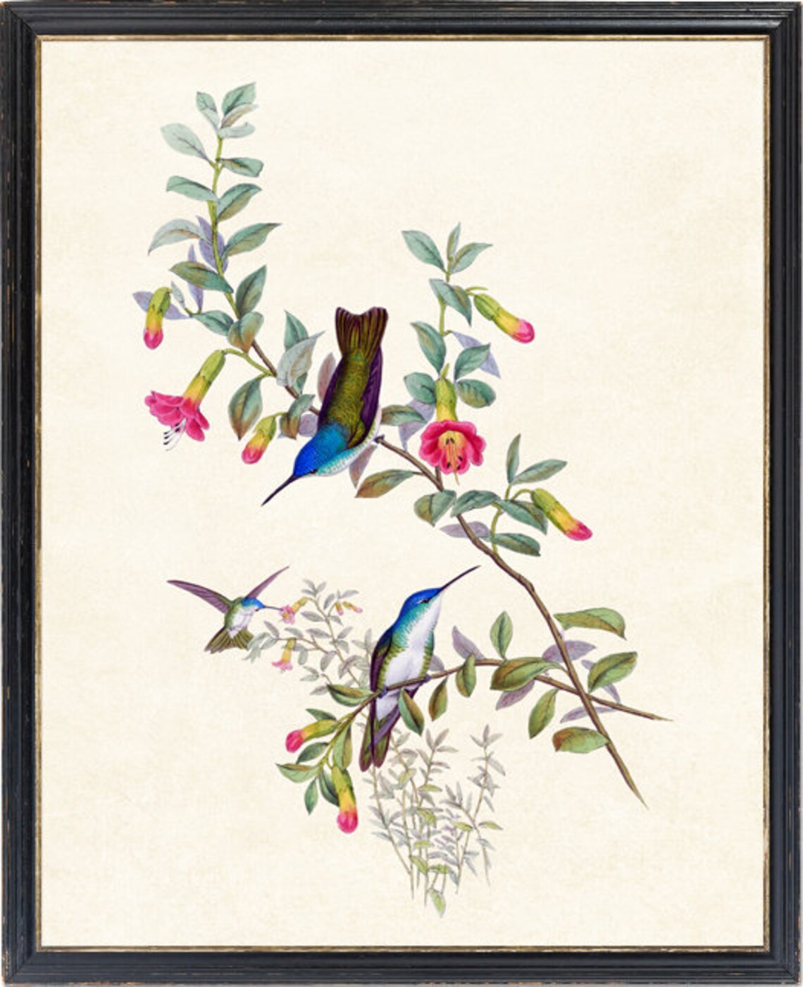 Vintage Hummingbirds Pink Fuchsia Flowers Antique Bird Art Poster - Image 2