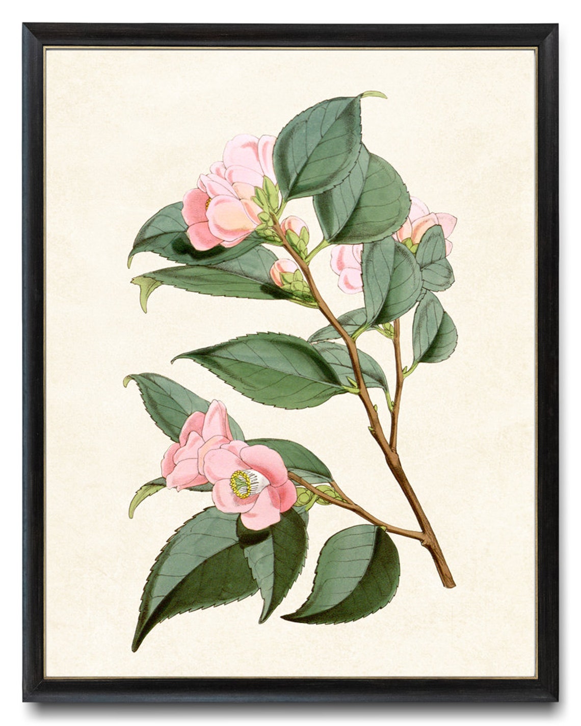 Pink Camellia Blossoms Classic Vintage Botanical Flower Poster