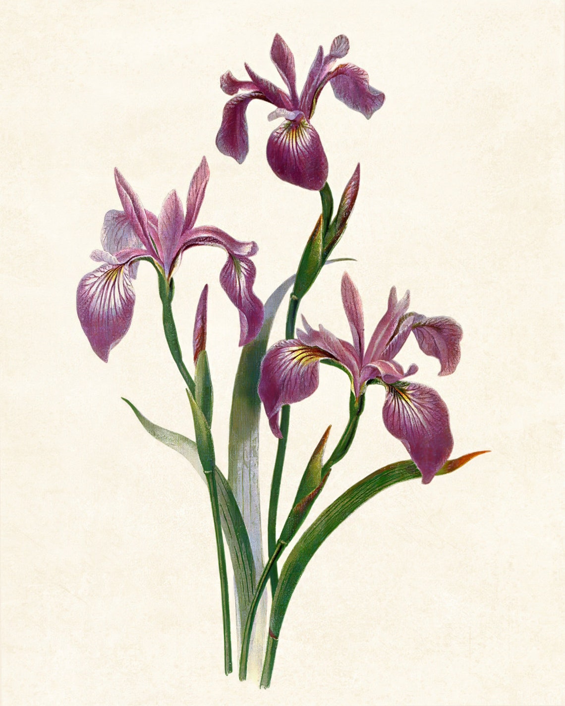 Purple Iris Blossoms Vintage Botanical Flower Illustration Poster - Image 3