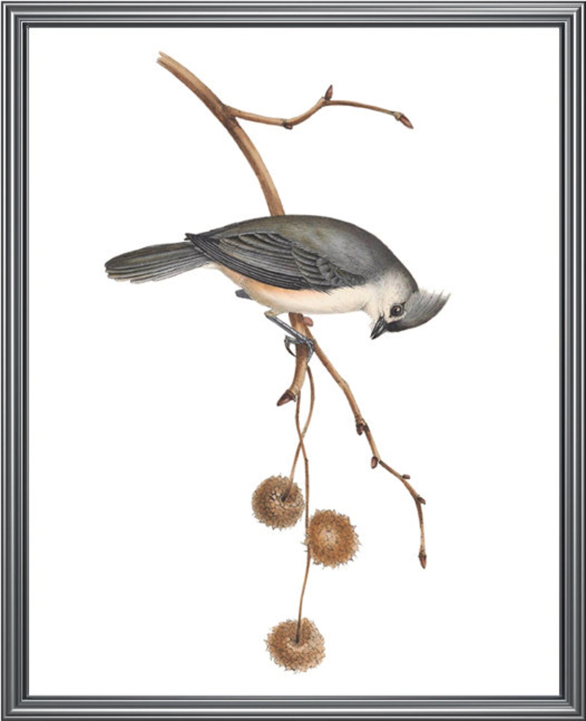 Tufted Titmouse Vintage Illustration Art Print - Image 3