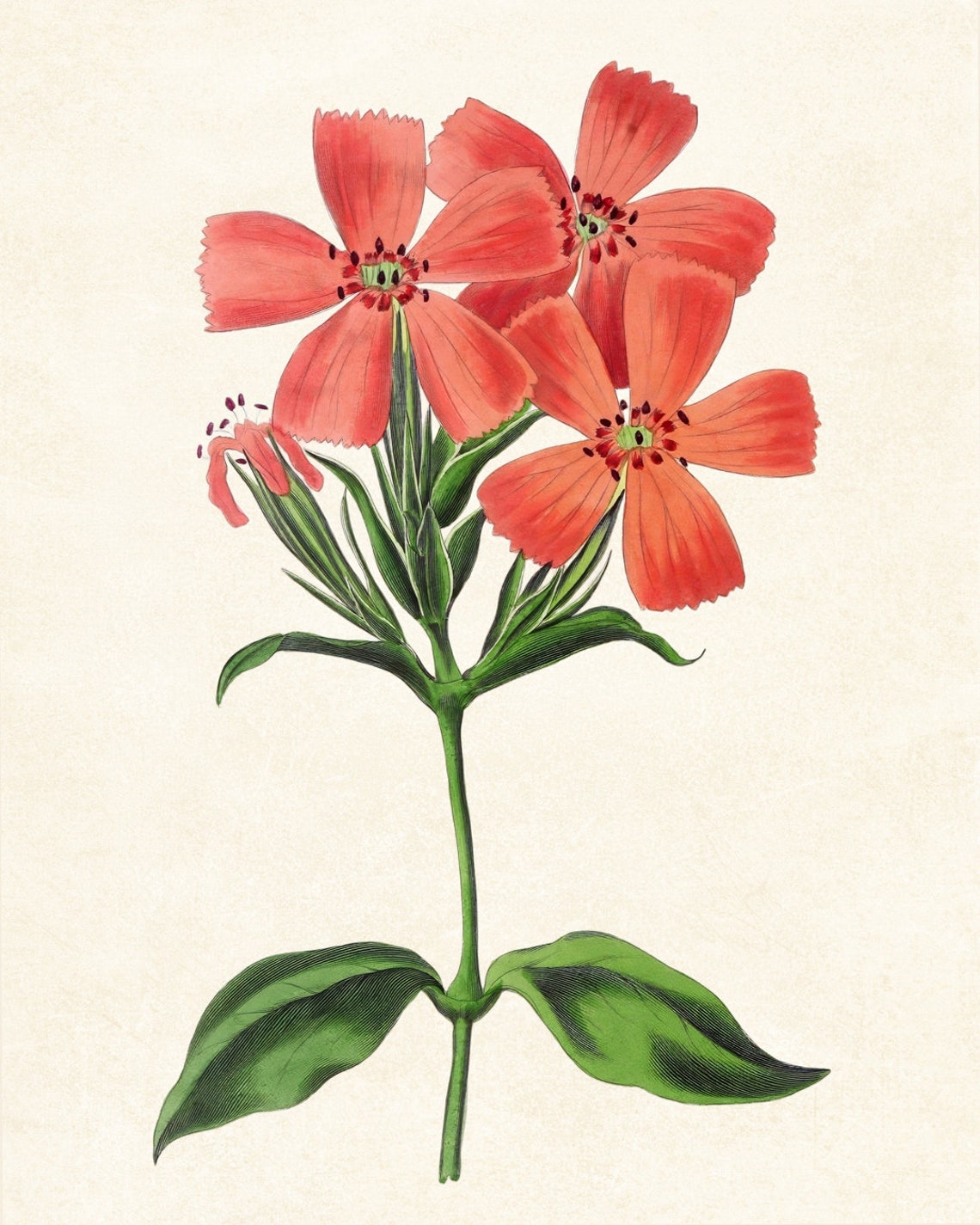 Vintage Coral Star Flower Cluster Botanical Illustration Poster - Image 3