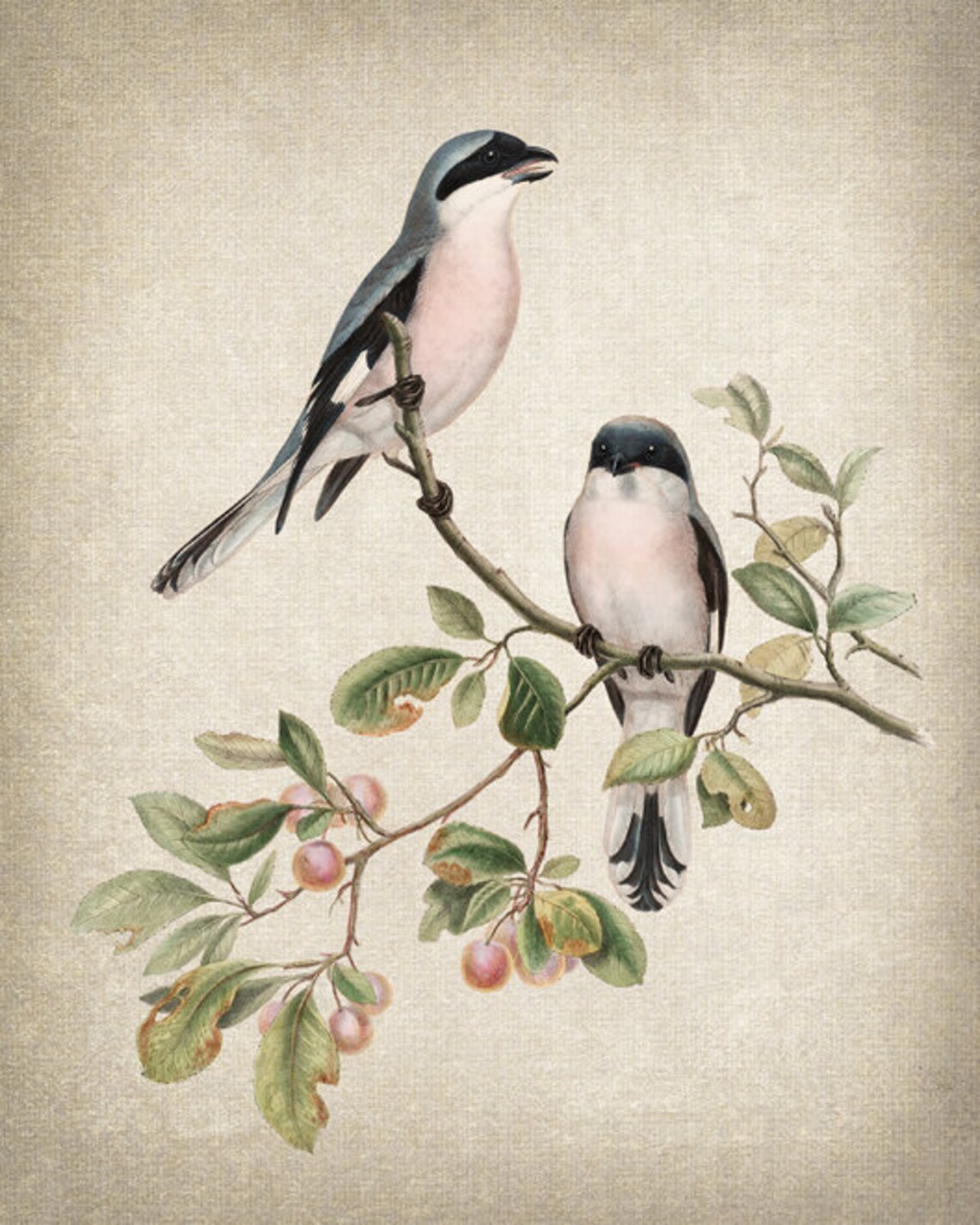 Rose-Breasted Shrike Antique Illustration Art Print - Image 2