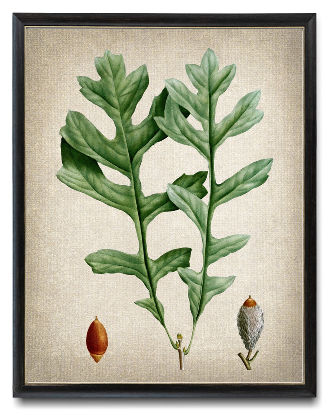 Mossy Cup Oak Acorn Study Vintage Botanical Illustration Print