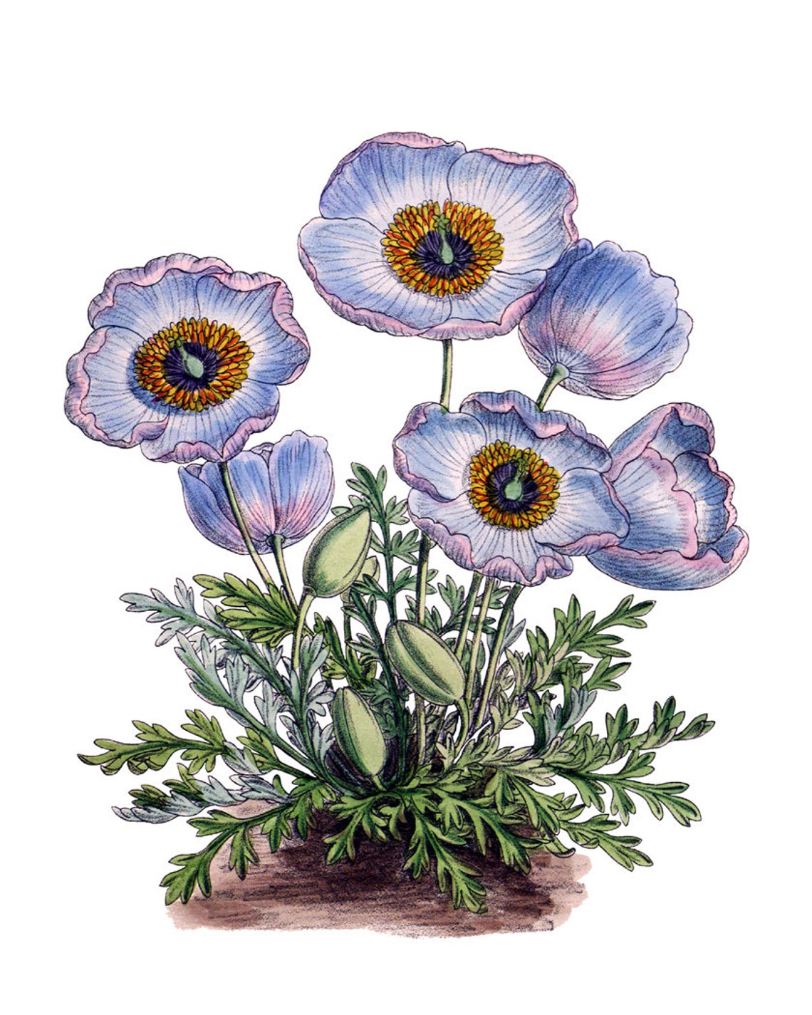 Blue Himalayan Poppy Blooms Grand Vintage Botanical Study Poster - Image 2