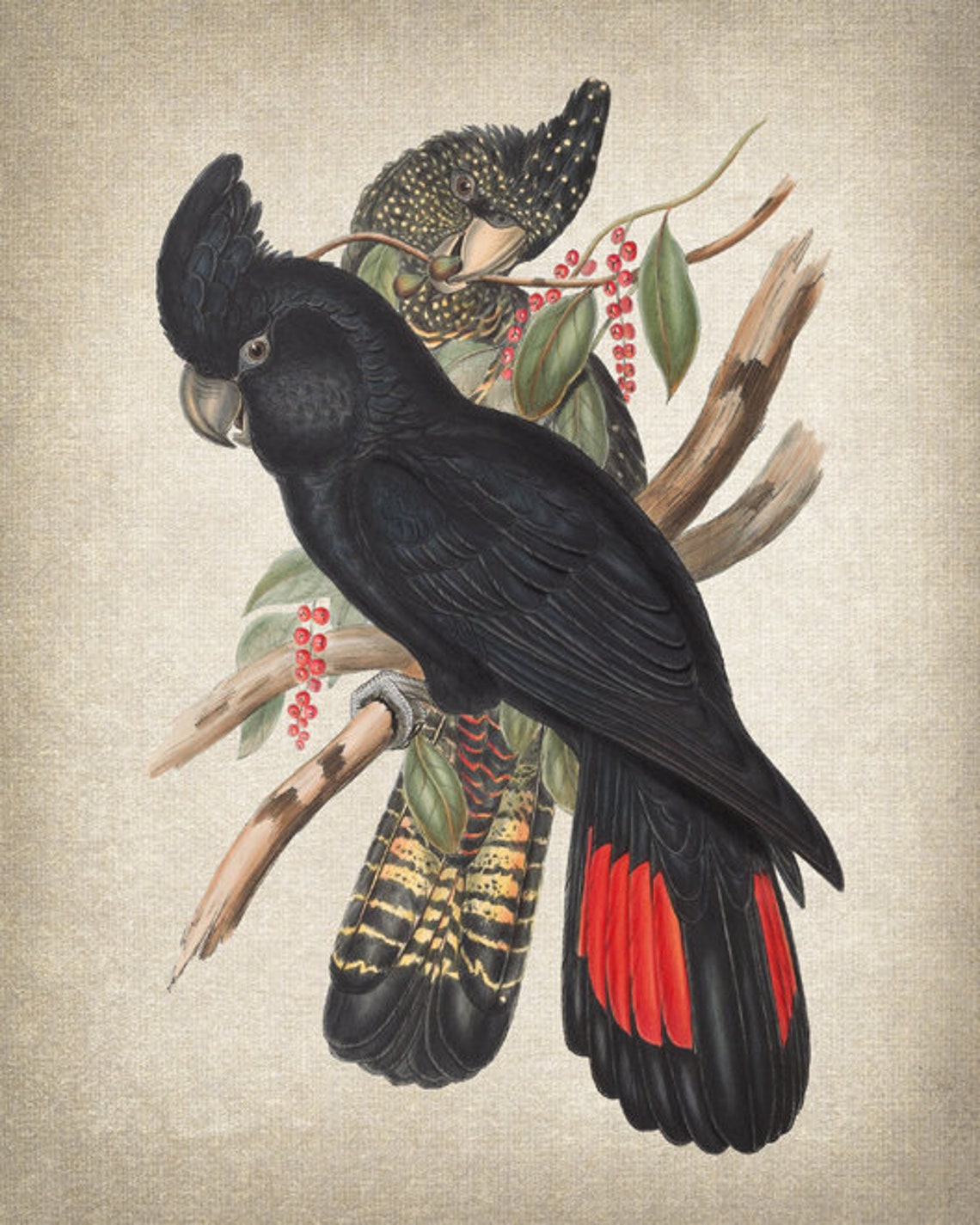 Red Tailed Black Cockatoo Vintage Illustration Pair Parrots Poster - Image 2