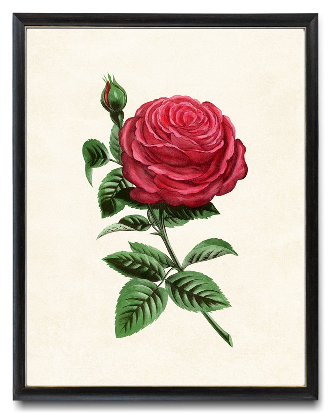 Classic Red Rose Single Bloom Vintage Botanical Illustration Poster
