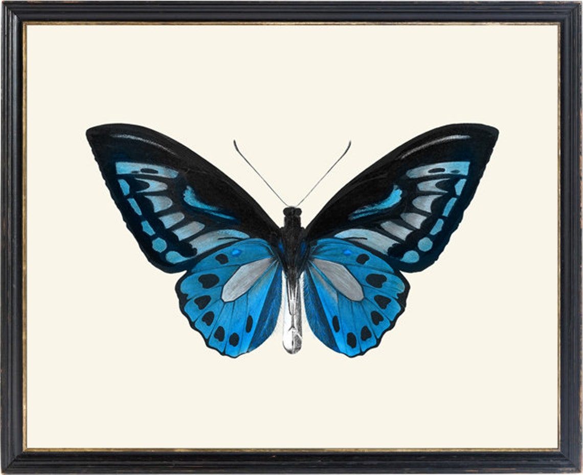 Blue and Black Butterfly Specimen Vintage Illustration Poster - Image 2
