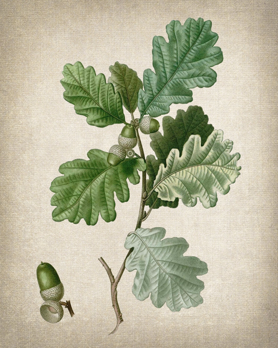 English Oak Acorn Leaves Antique Botanical Illustration Print - Image 2