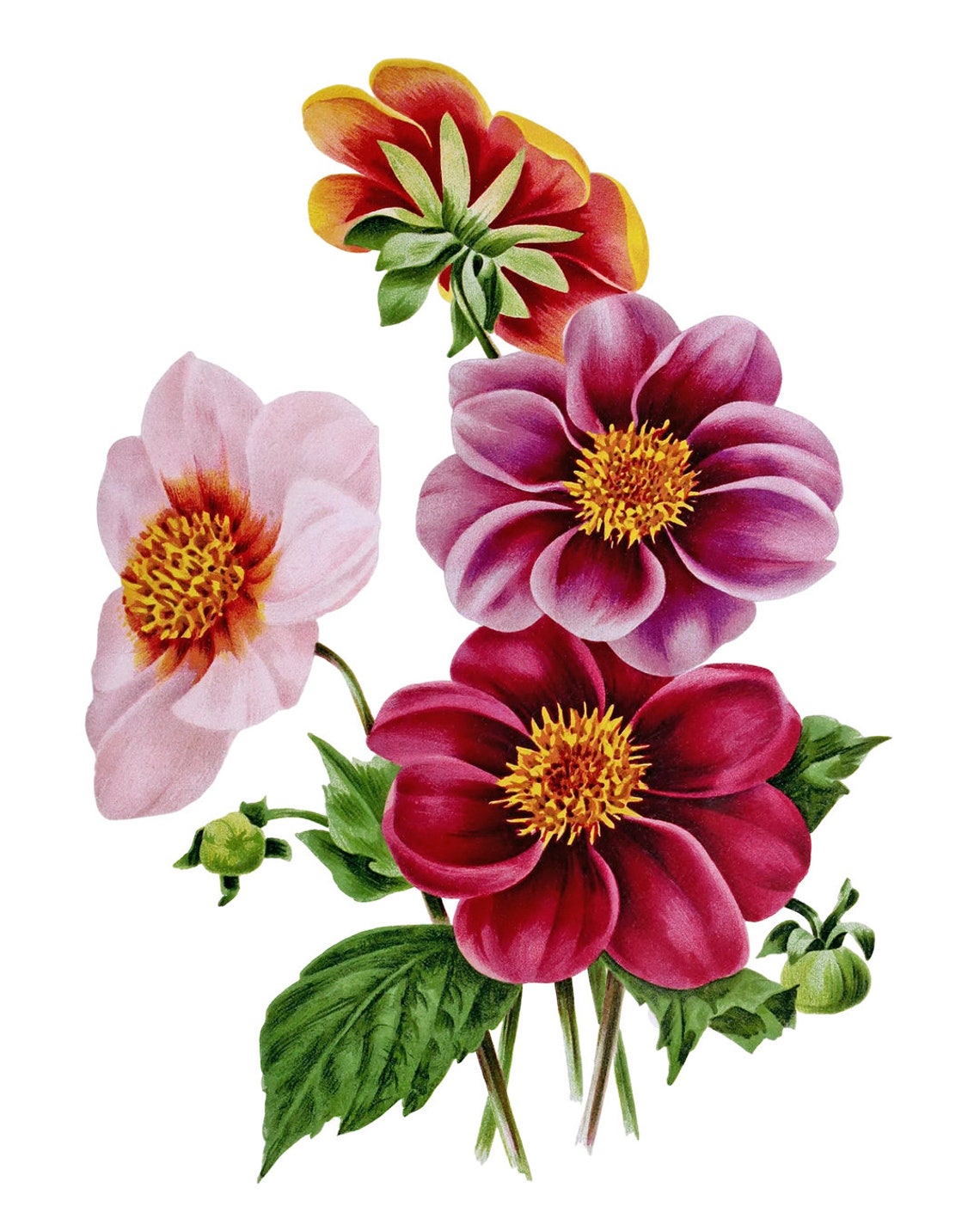 Pink and Red Dahlia Blooms Classic Vintage Botanical Flower Poster - Image 2