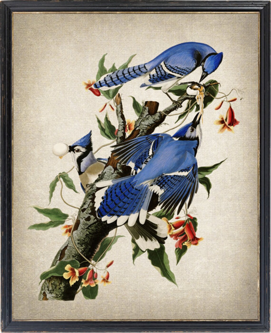 Blue Jays Vintage Bird Illustration Wall Art Print
