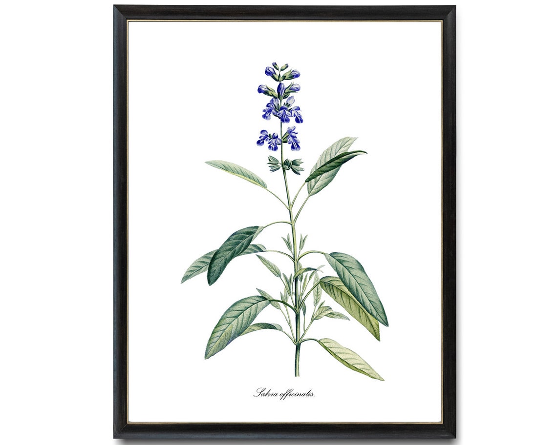 Common Garden Sage Salvia Officinalis Vintage Botanical Herb Poster