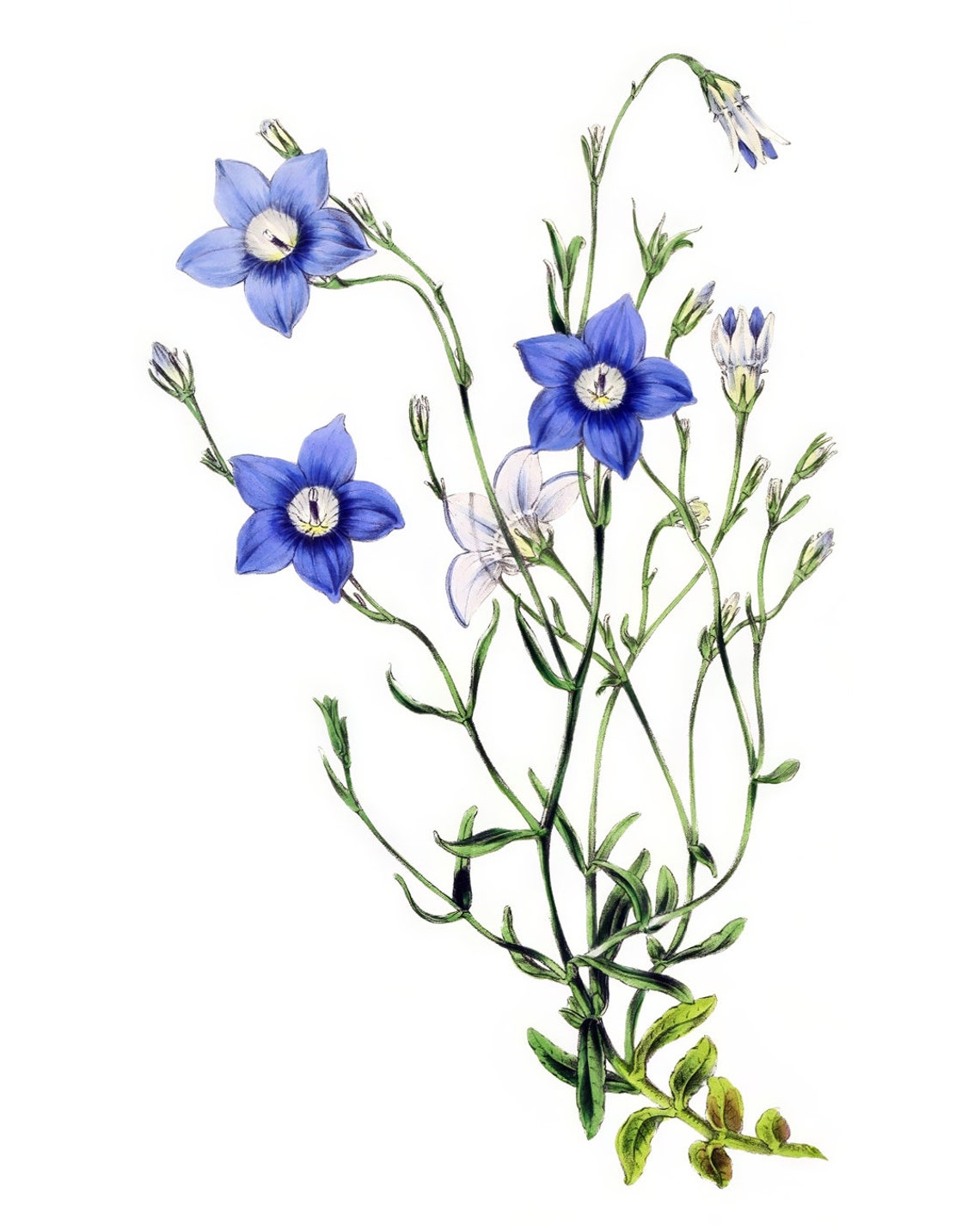 Vintage Blue Star Blossom Wildflower Botanical Illustration Poster - Image 2