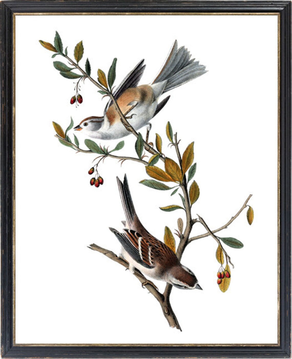 Vintage Bird Illustration, Canada Bunting Bird Print - Image 3