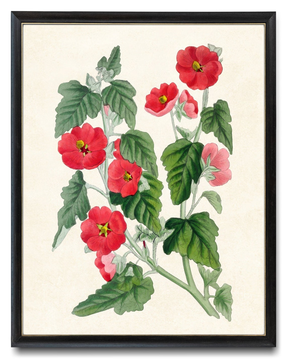 Vintage Red Hollyhock Blossom Botanical Illustration Art Poster