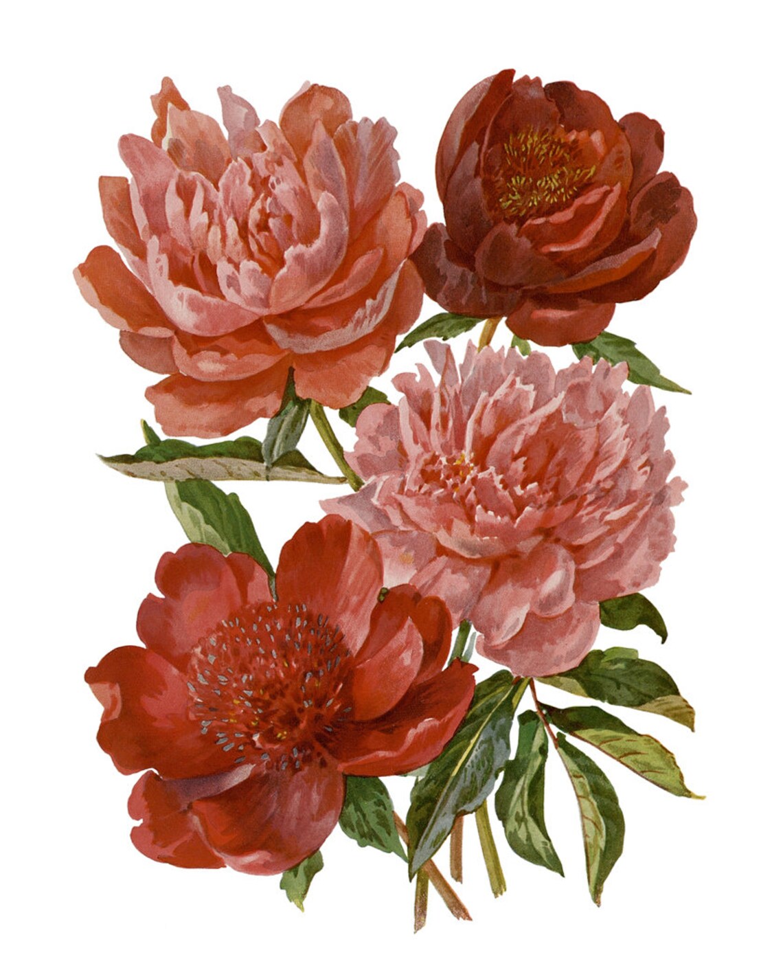 Peony Vintage Flower Illustration Art Print - Image 2