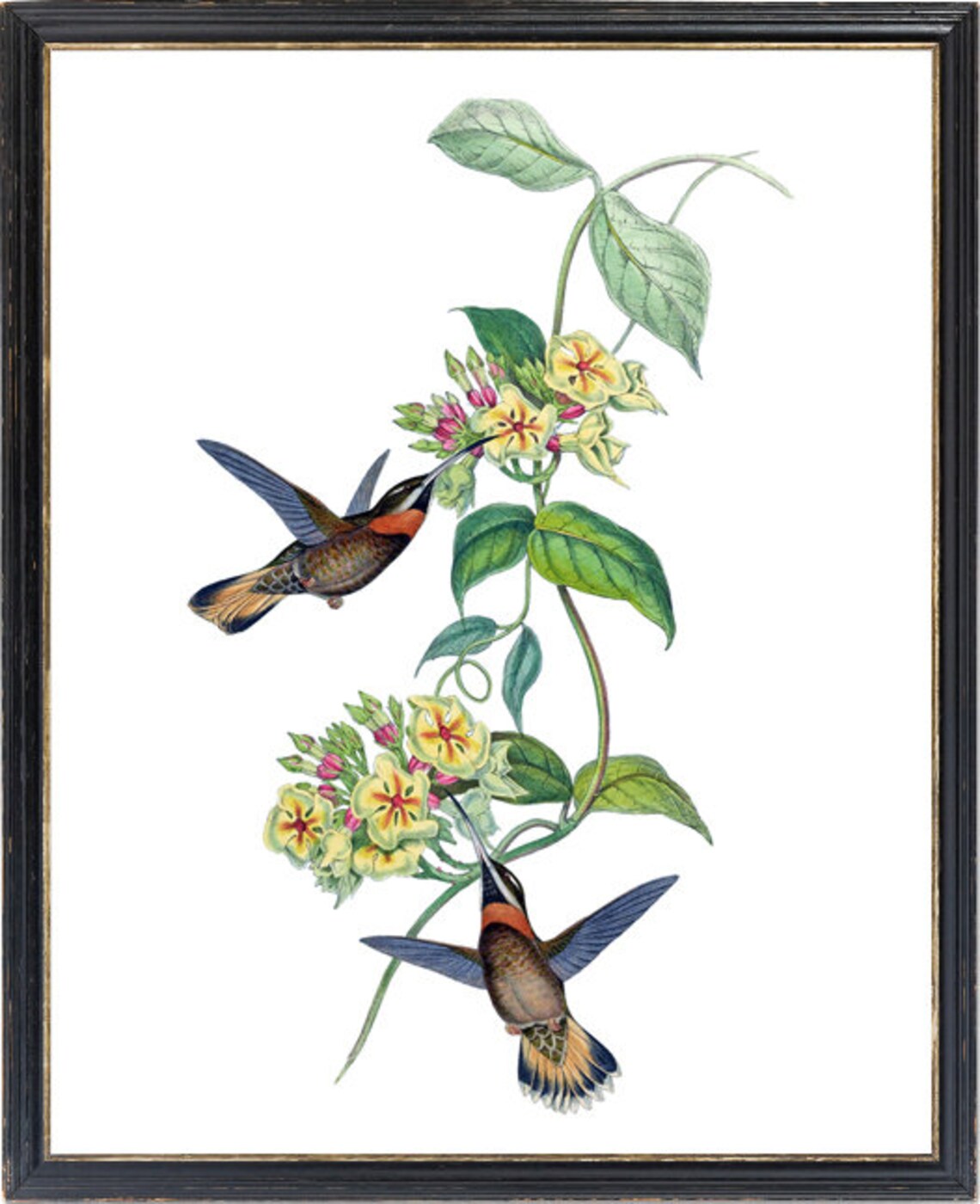 Vintage Hummingbirds and Flowers Antique Botanical Bird Poster - Image 3