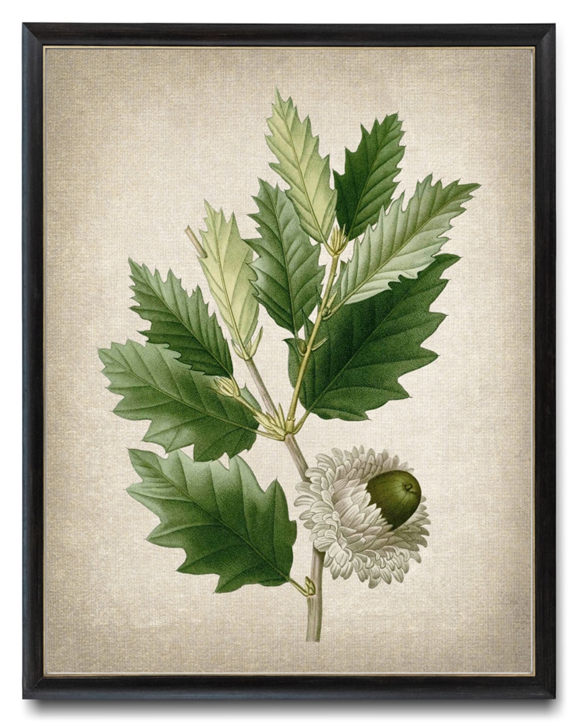 Oak Plant Print, Valonia Oak Acorn Vintage Illustration