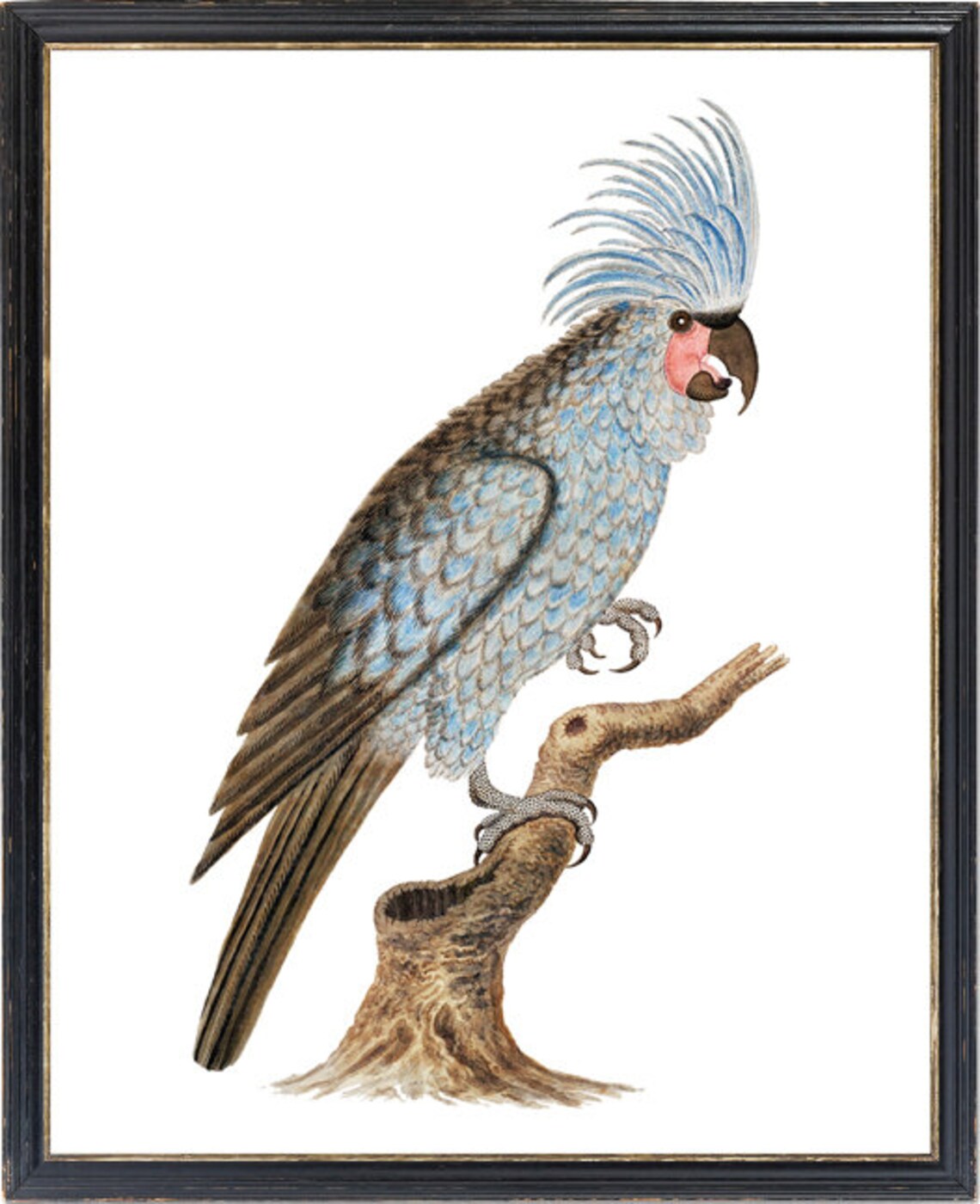 Palm Cockatoo Vintage Illustration Crested Parrot Art Poster - Image 3