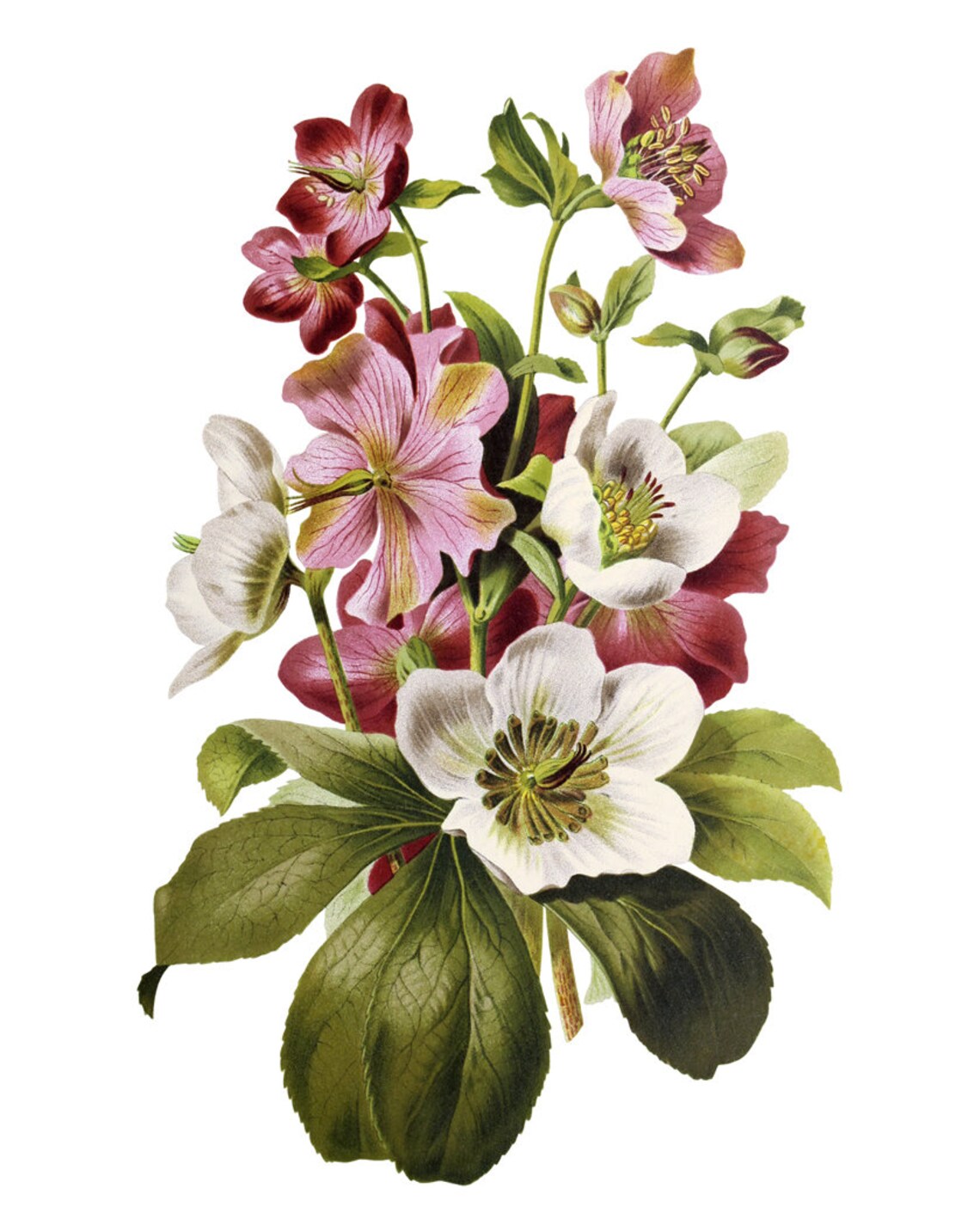 Hellebore Flowers Vintage Botanical Art Print - Image 2