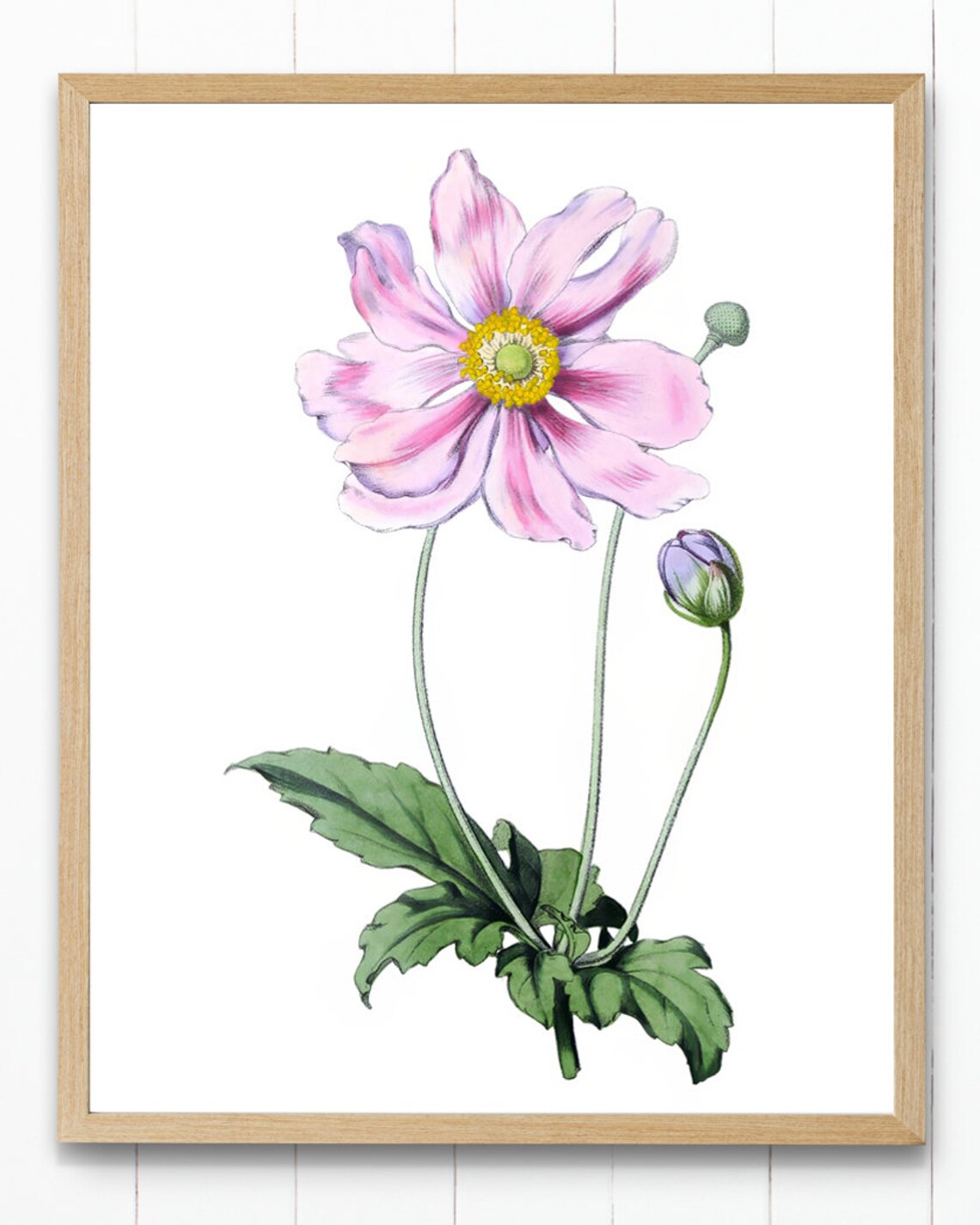 Pink Japanese Anemone Vintage Botanical Illustration Flower Poster - Image 4