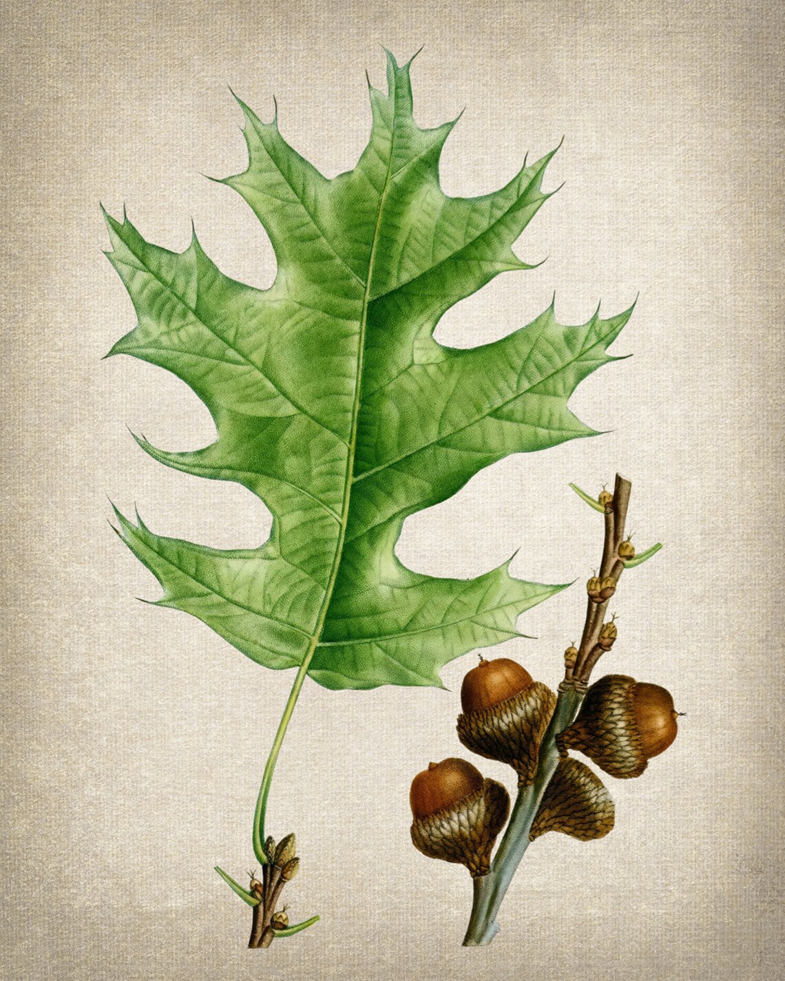Black Oak Leaf Acorns Vintage Botanical Illustration Art Print - Image 2