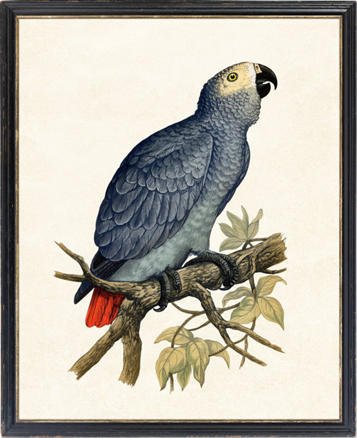 African Grey Parrot Vintage Illustration Silver Bird Red Tail Poster - Image 4