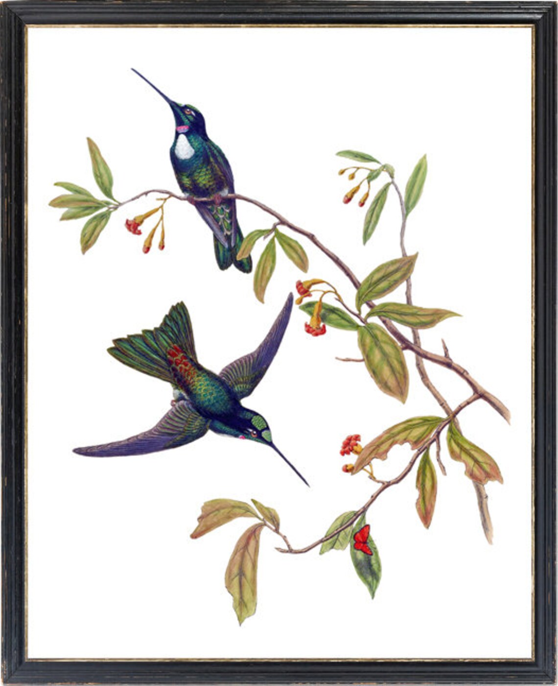 Hummingbird Art Travies Inca Vintage Illustration, Art Print - Image 3