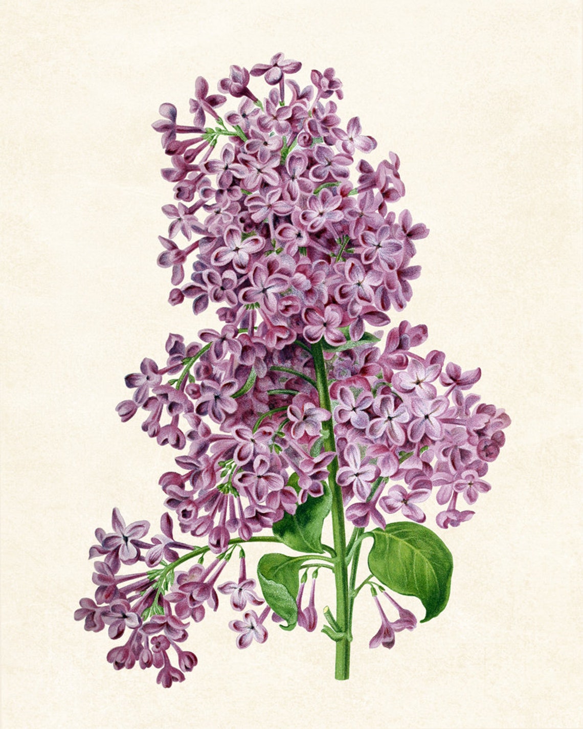 Purple Lilac Blossom Clusters Classic Vintage Botanical Poster - Image 3