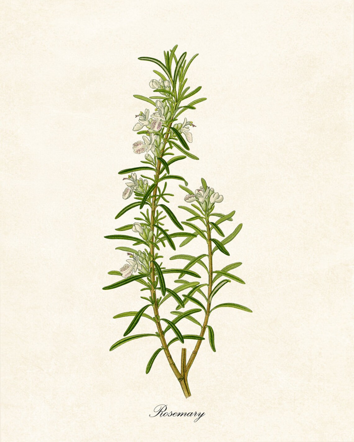 Rosemary Flowering Herb Vintage Botanical Art Print - Image 2