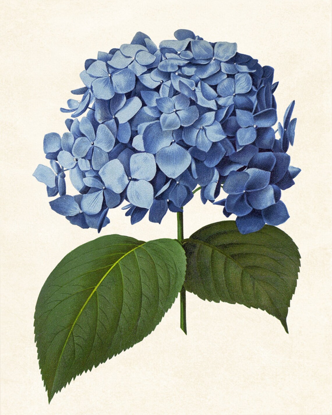 Blue Hydrangea Vintage Illustration Art Print - Image 3