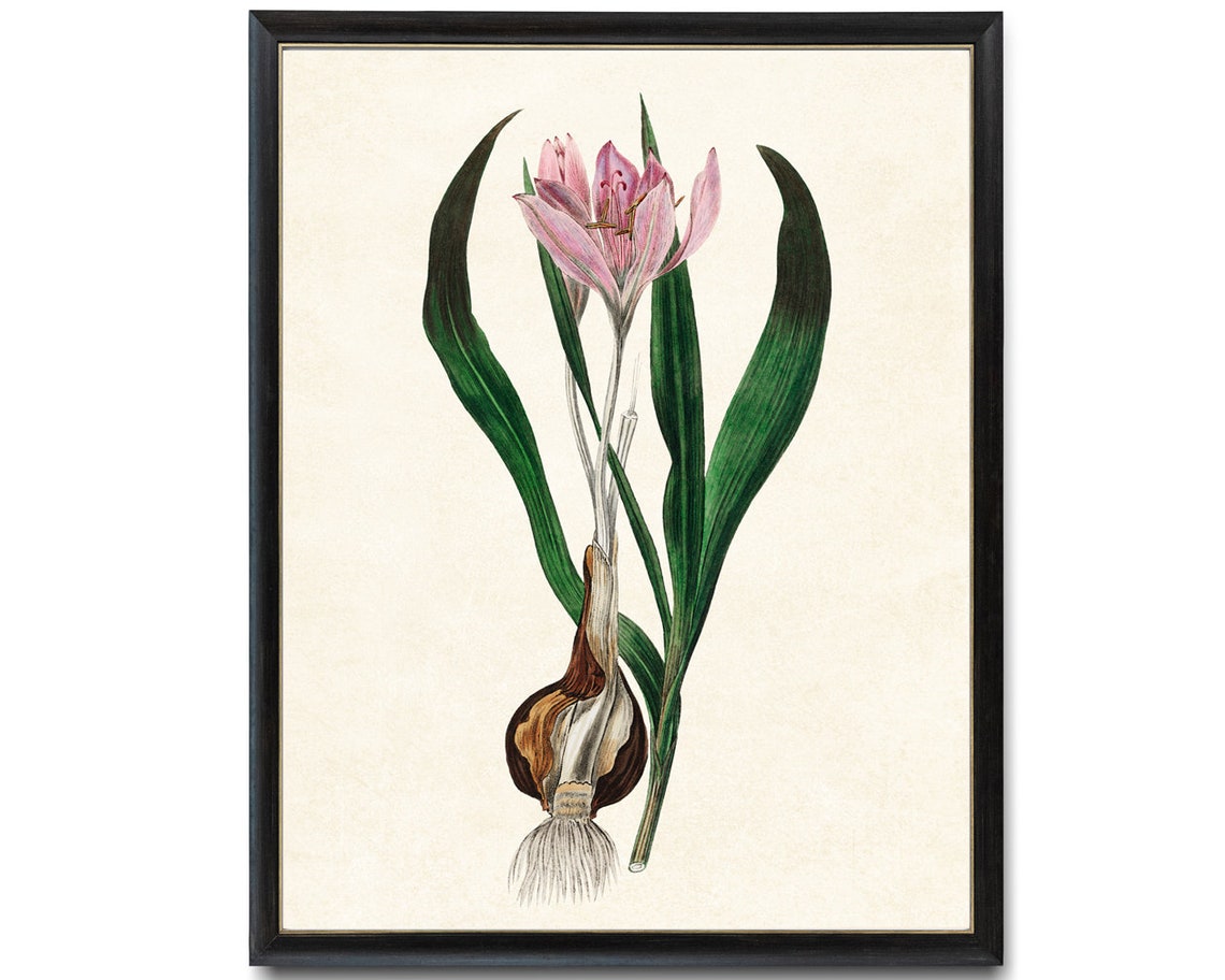 Pink Autumn Crocus Botanical Art Print Vintage Flower Wall Decor
