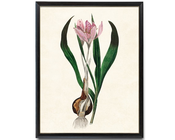Pink Autumn Crocus Botanical Art Print Vintage Flower Wall Decor