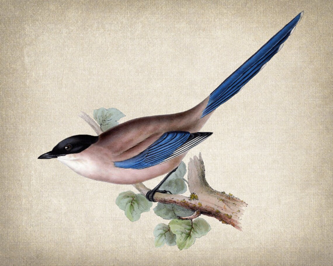 Azure Winged Magpie On Branch Vintage Bird Illustration Poster - Image 2