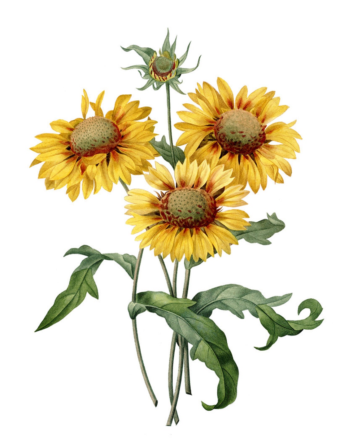 Yellow Gaillardia Blanket Flowers Classic Vintage Botanical Poster - Image 2